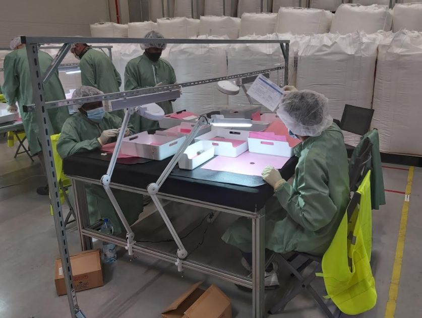Workers in cleanroom-style gowns and hairnets at a long inspection bench with magnifying lamps and sorting trays.